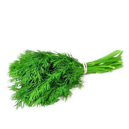 Fresh Dill Leaf Bunch^ - Shaalis.com