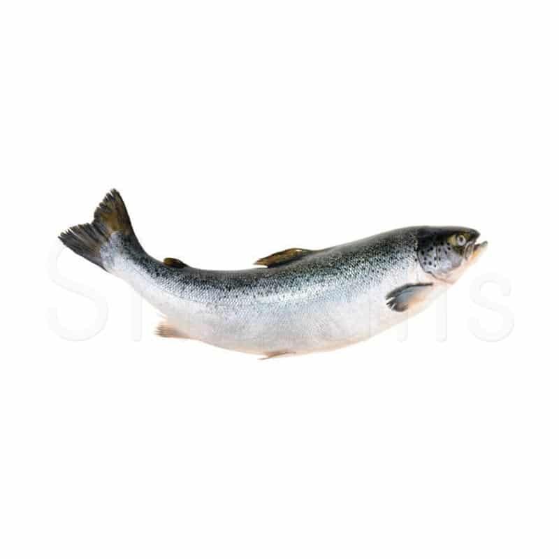 Fresh Salmon Fish 1kg - Shaalis.com
