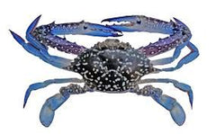 Frozen Blue Swimming Crab 750g^ - Shaalis.com