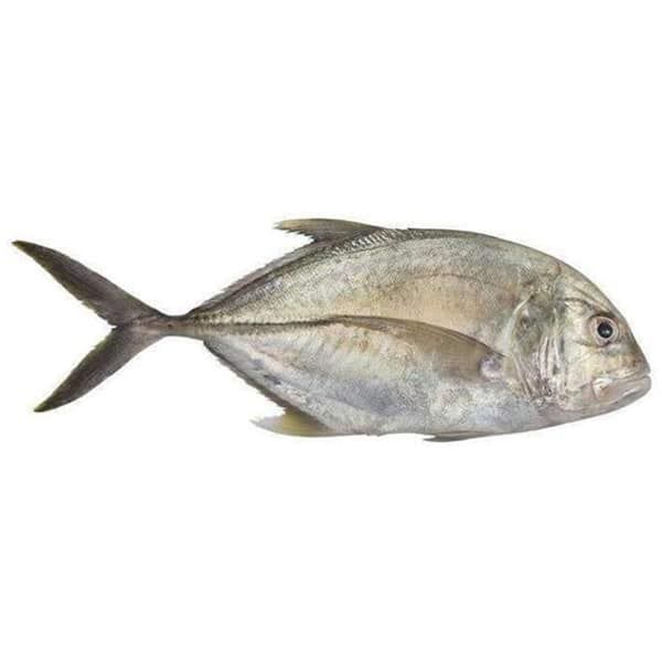 Fresh Trevally / Para / Parai 1kg - Shaalis.com