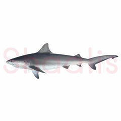 Fresh Baby Shark / Sura 1kg - Shaalis.com