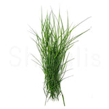 Fresh Arugampul / Green grass / Bermuda grass (Small Bunch)
