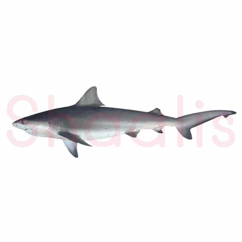 Fresh Baby Shark / Sura 1kg